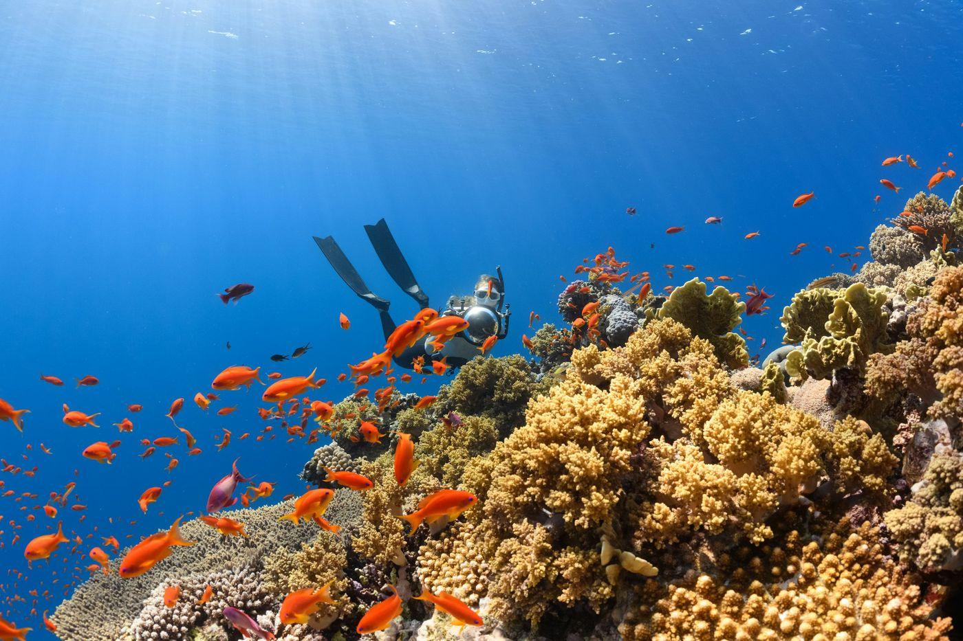 A diver moving above a healthy reef in clear water