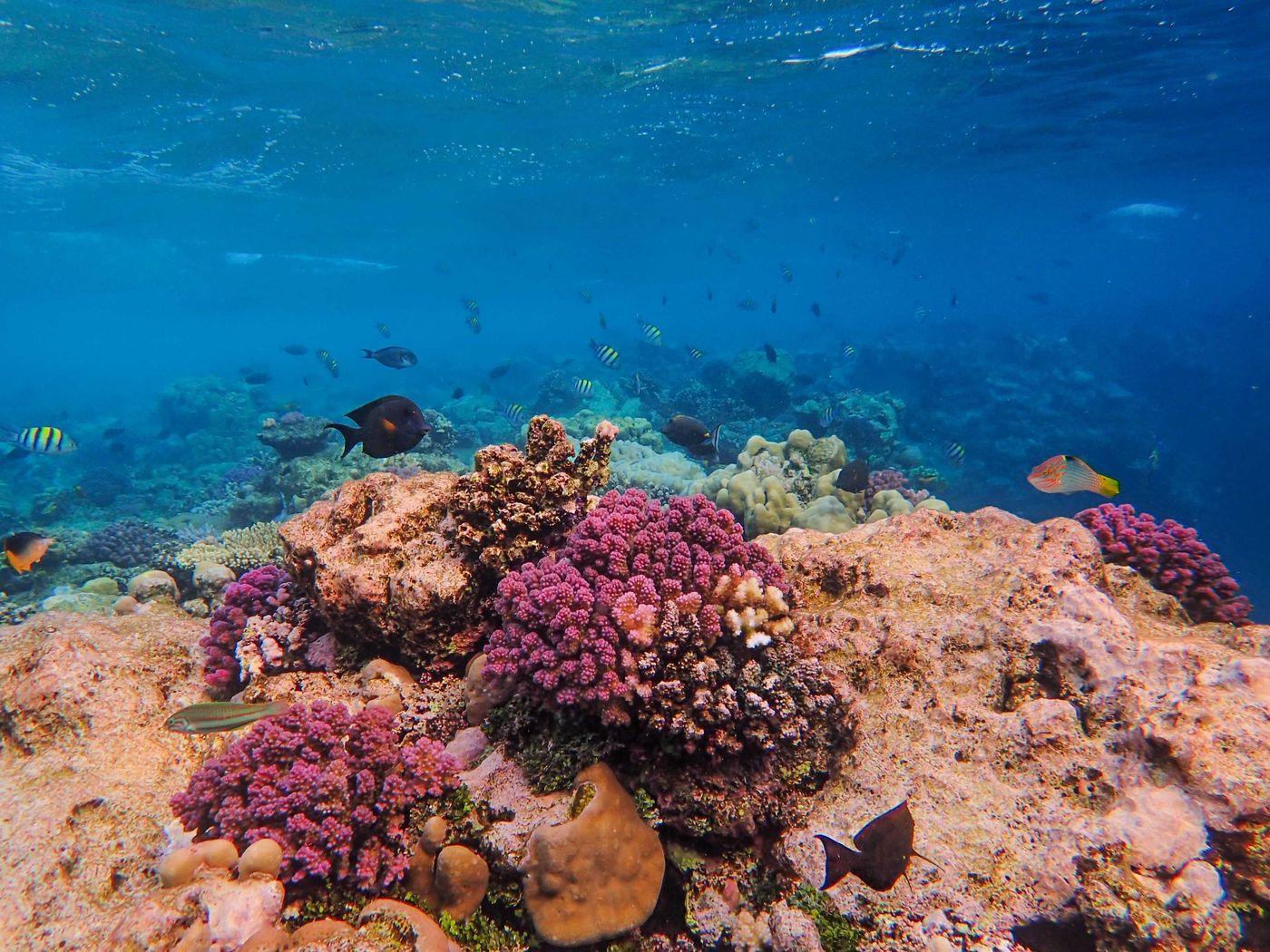 A school of fish moving over living coral in clear blue water
