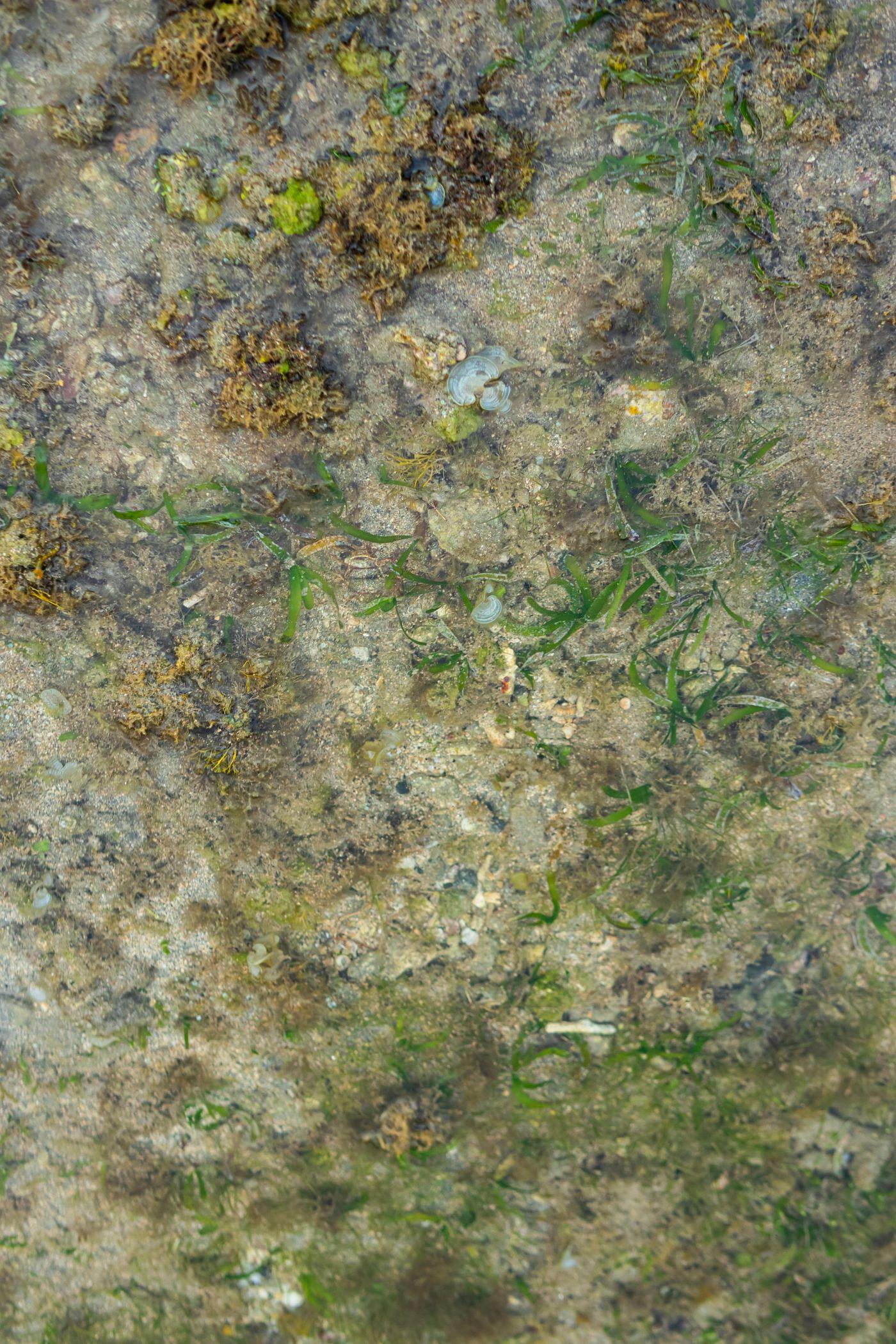 Seagrass and fine algae growing in shallow, sunlit water