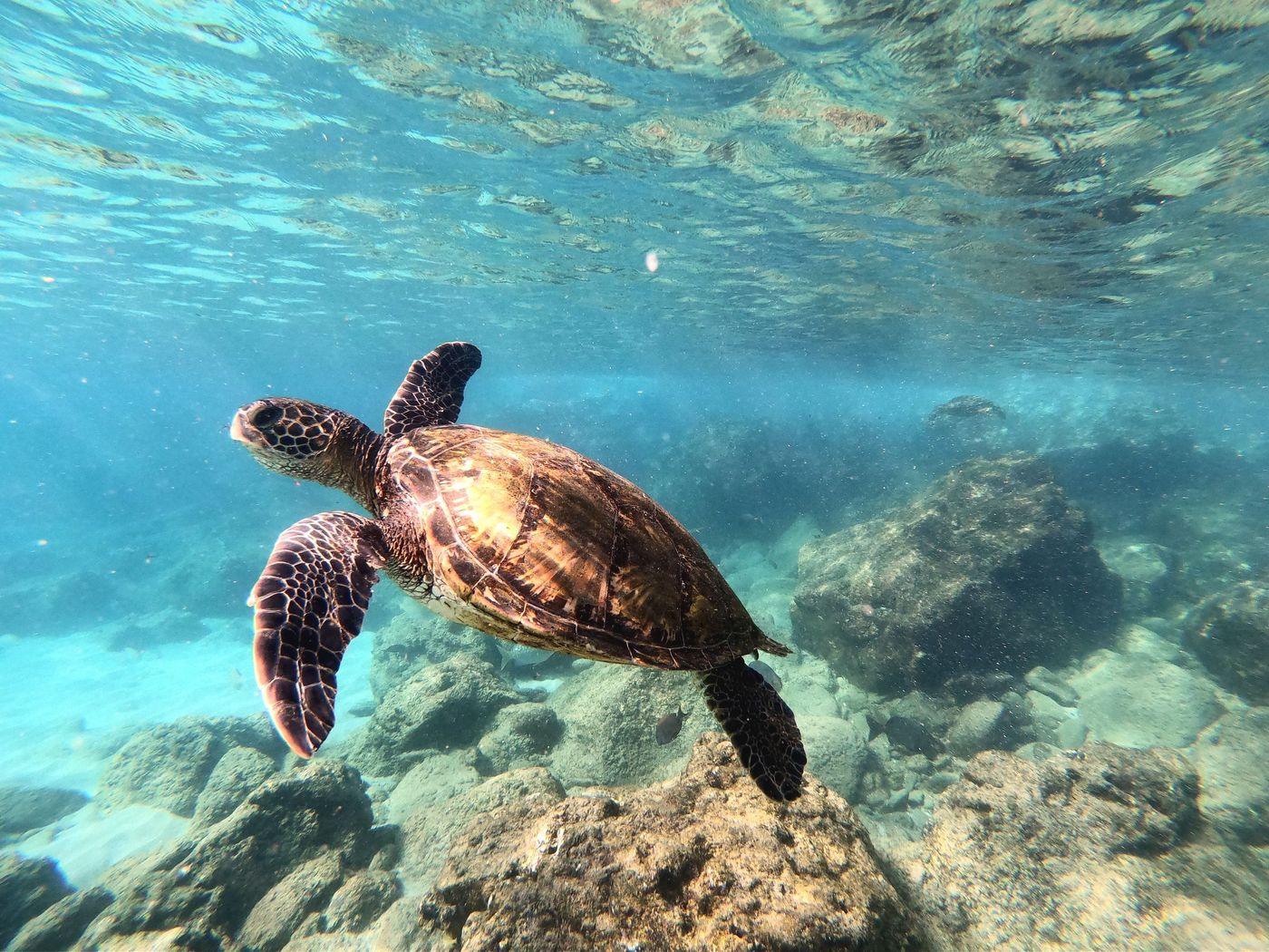 A sea turtle gliding above coral in clear blue water