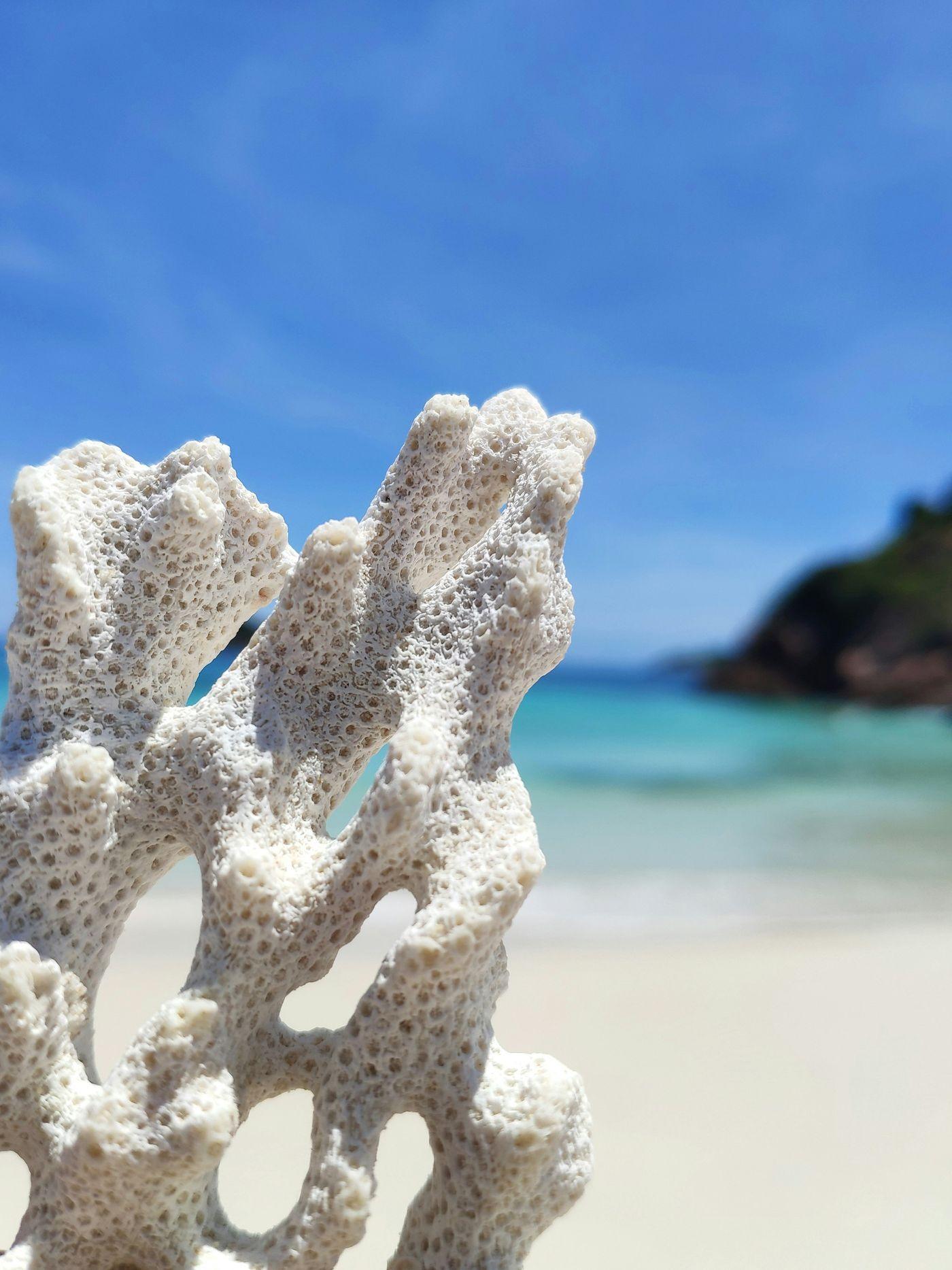 A piece of bone-white bleached coral held up against the sky above turquoise water