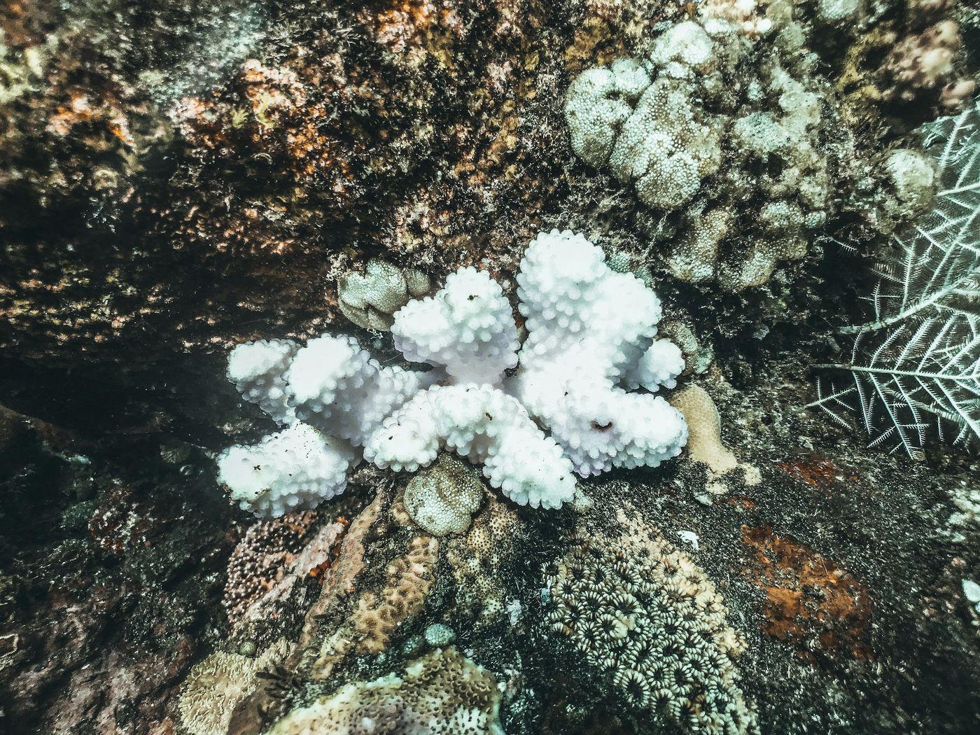 A cluster of bone-white bleached coral among darker, still-living colonies